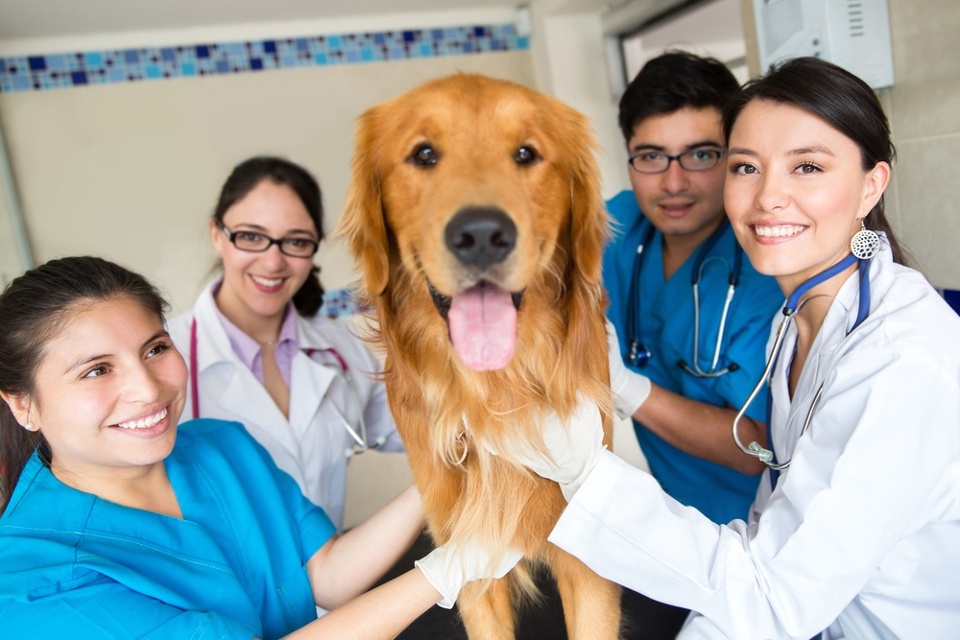 Rising Patient Costs: Veterinary Services